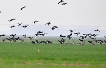 View of Yellow River wetland in China's Henan