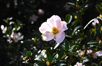 Blooming flowers seen on mountain in Yunnan