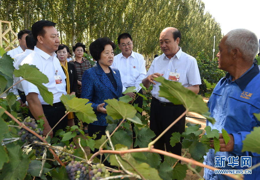 8月9日，中共中央政治局委員、中央統(tǒng)戰(zhàn)部部長、中央代表團副團長孫春蘭率中央代表團三分團，先后赴內(nèi)蒙古自治區(qū)烏海市、阿拉善盟看望各族干部群眾。這是孫春蘭在烏海市漢森酒業(yè)集團的葡萄種植園了解葡萄種植情況。新華社記者 任軍川 攝