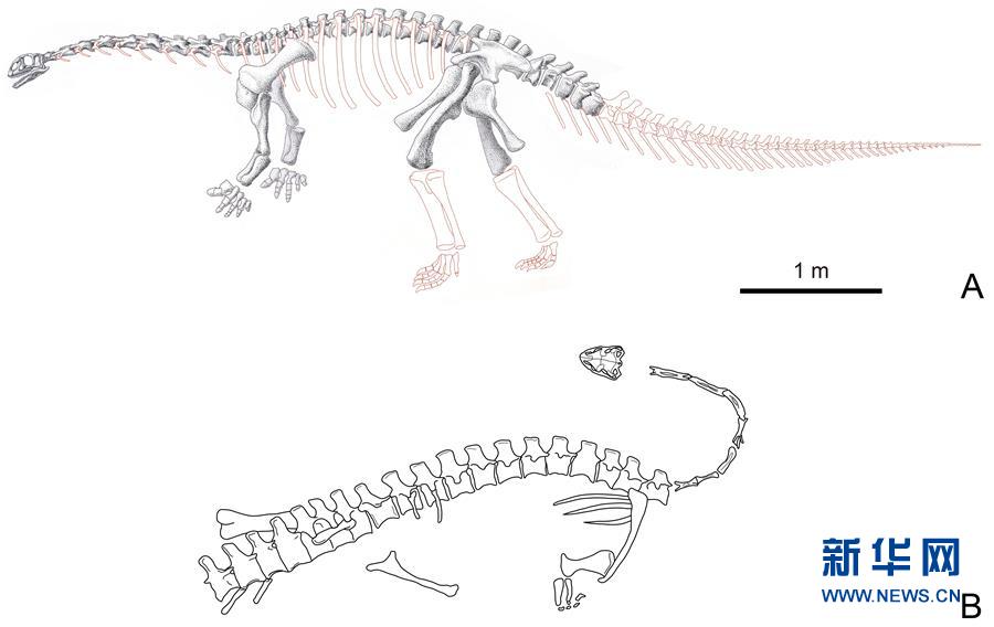 （圖文互動(dòng)）（2）云南祿豐發(fā)現(xiàn)基干蜥腳型類恐龍新屬種“孫氏彝州龍”