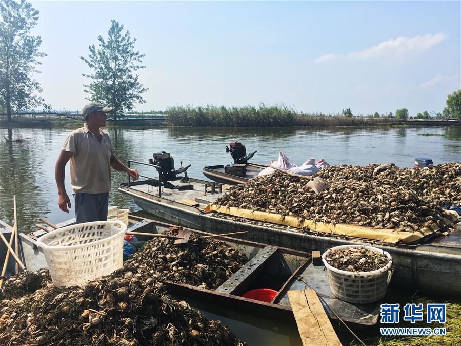 （新華視點(diǎn)·圖文互動）（1）上游洪水來襲下游魚蟹死亡，泄洪為何變泄污？