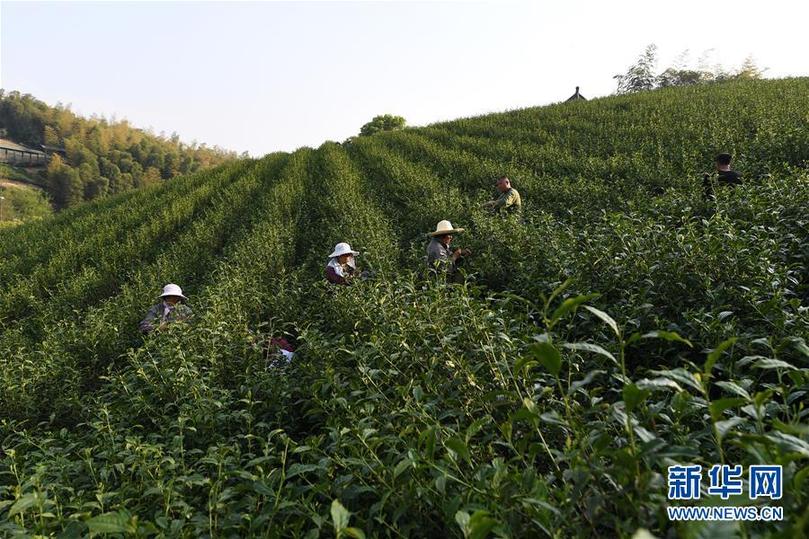 （兩會前夕看落實·圖文互動）（5）綠色發(fā)展引領(lǐng) 守護“魚米之鄉(xiāng)”——江蘇落實習(xí)近平總書記全國兩會重要講話精神紀實