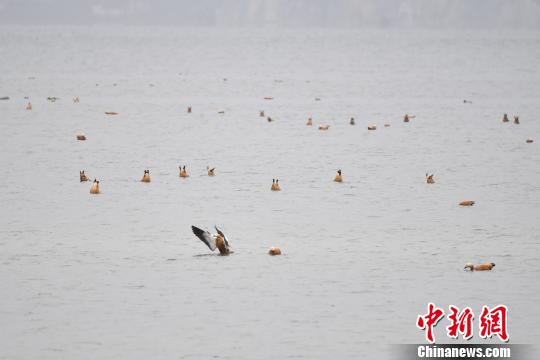 圖為在納帕海濕地棲息的候鳥?！⑷疥?攝