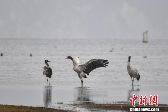 圖為在納帕海濕地棲息的黑頸鶴?！⑷疥?攝