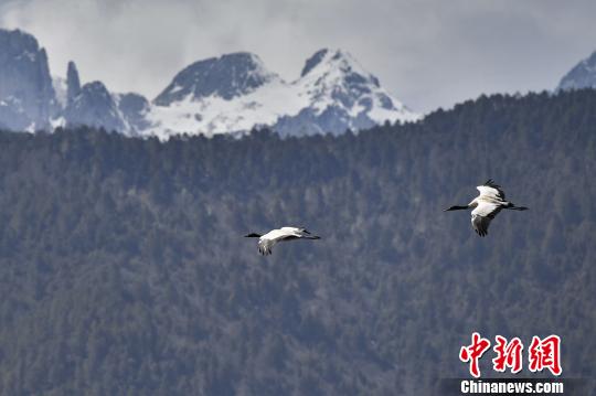 圖為在納帕海濕地上空飛翔的黑頸鶴。　劉冉陽 攝