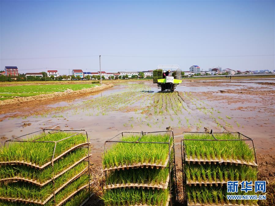 （聚焦農(nóng)業(yè)復工復產(chǎn)·圖文互動）（2）發(fā)力“單改雙” ——水稻大省湖南的雙季稻攻堅戰(zhàn)