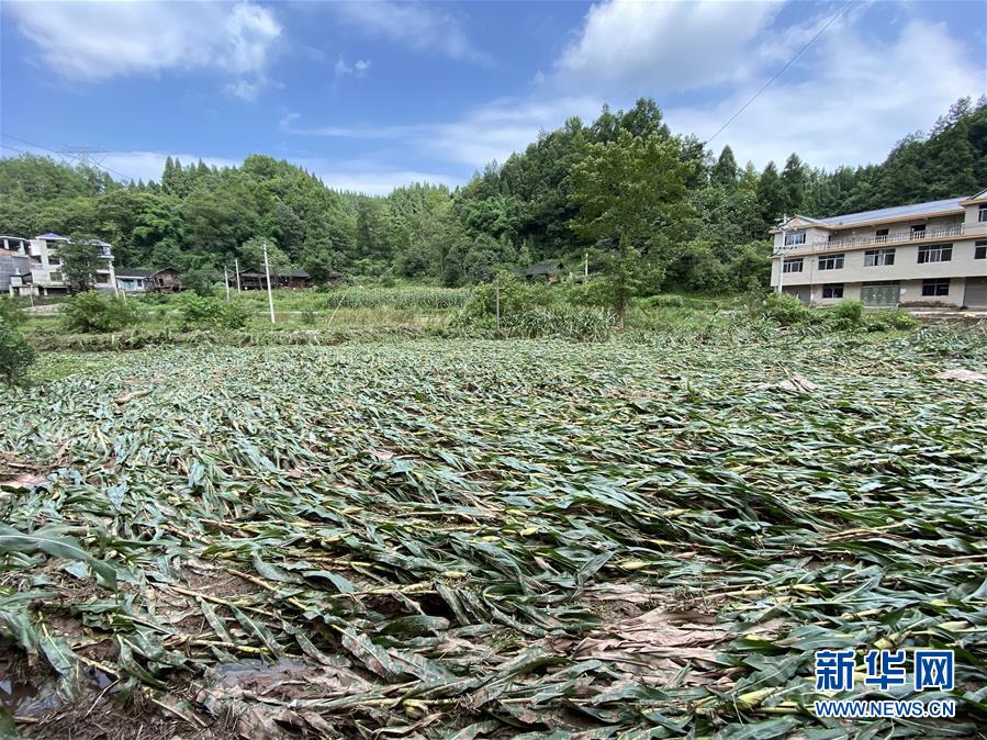 （防汛抗洪·圖文互動(dòng)）（4）山洪襲來(lái)前，澧水河畔大轉(zhuǎn)移