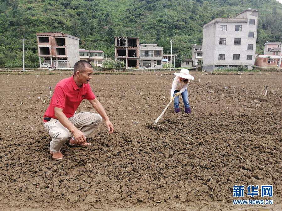 （決戰(zhàn)決勝脫貧攻堅·圖文互動）（2）貴州：農(nóng)業(yè)保險“花小錢”保收入穩(wěn)市場