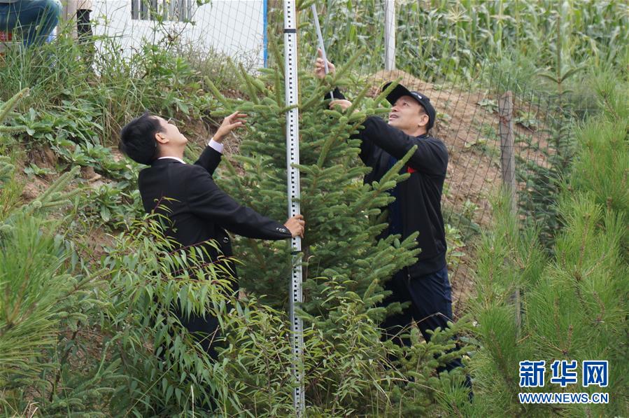 （決戰(zhàn)決勝脫貧攻堅·圖文互動）（2）甘肅定西黃土高坡上，有片“福州林”