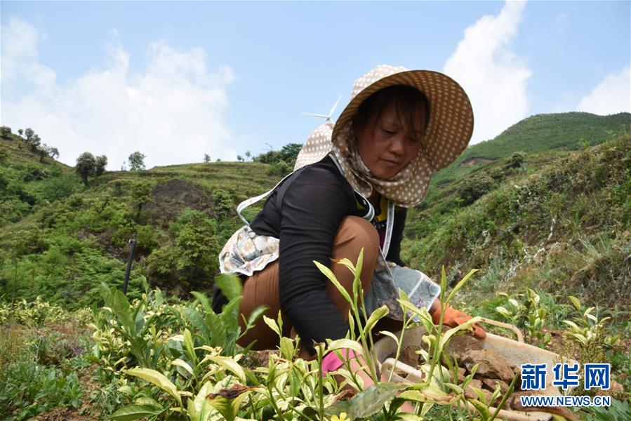 （新華全媒頭條·圖文互動(dòng)）（14）初夏，循著總書記的腳步探訪產(chǎn)業(yè)扶貧新事