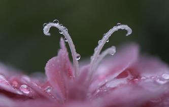 秋雨卷珠簾