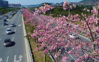 一路芬芳