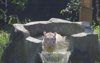 常州動物園花樣降溫上演動物另類避暑大戲