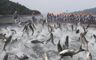 浙江千島湖上演“巨網捕魚”