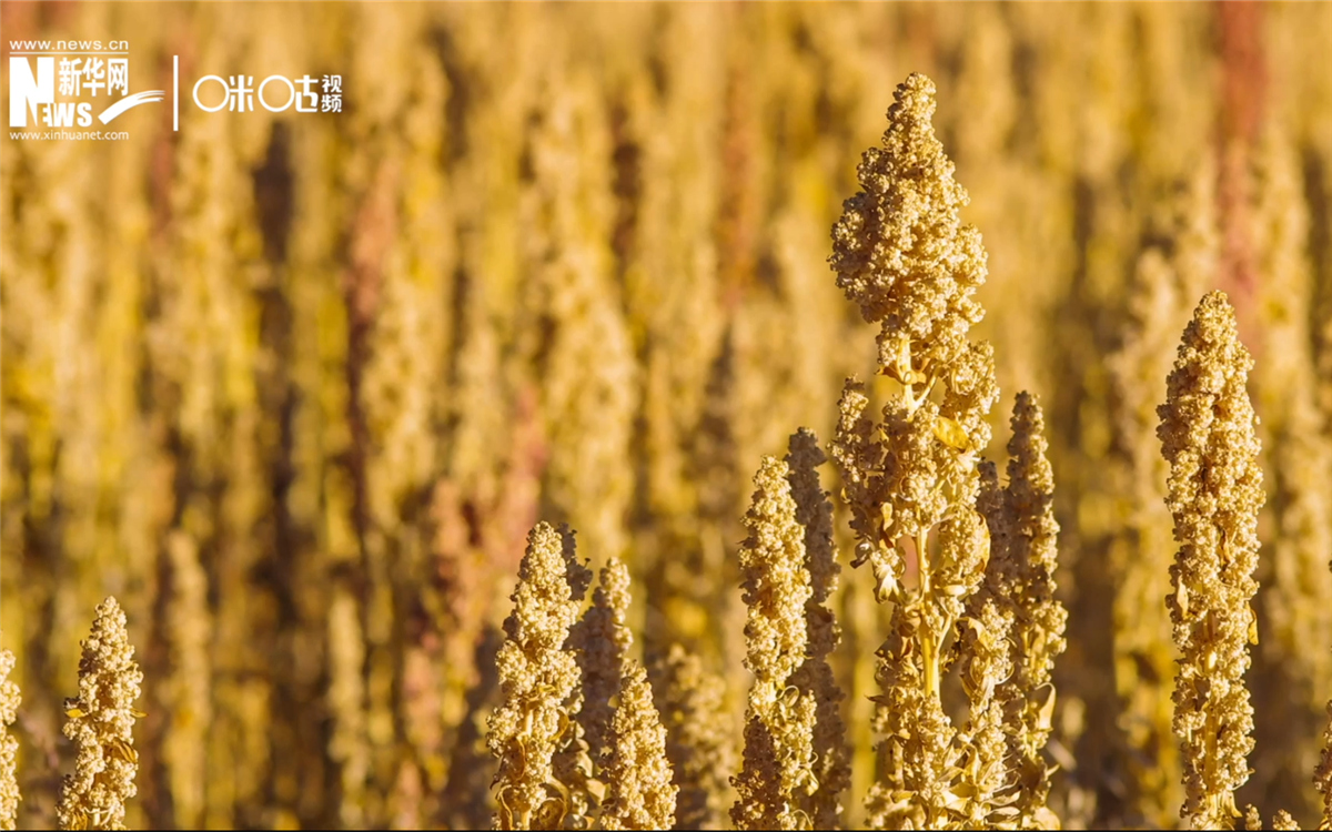 藜麥有極強(qiáng)的環(huán)境適應(yīng)能力和低成本、高回報(bào)的種植模式