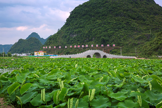 安順開發(fā)區(qū)：十里荷廊美如畫 條條大路通景區(qū)