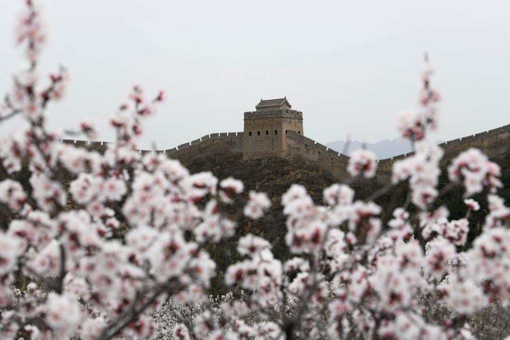 春到長(zhǎng)城 山花爛漫